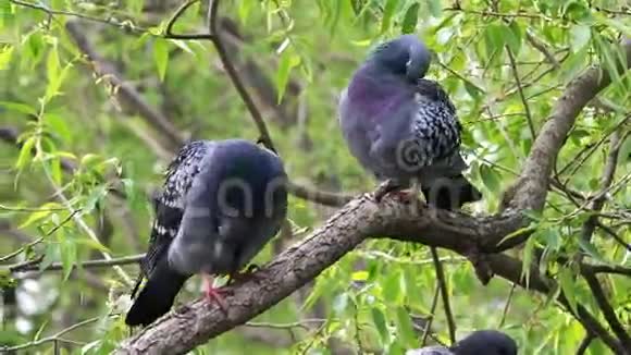 绿叶下树枝上的两只鸽子洗净它们的羽毛视频的预览图
