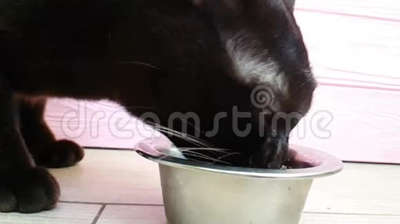 猫吃干粮蓬松的小猫美食晚餐慢镜头从盘子里出来视频的预览图