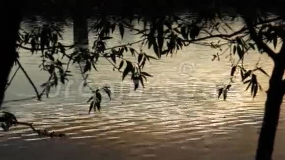 日落时分在树木的叶子下太阳的光线反射在水面上视频的预览图