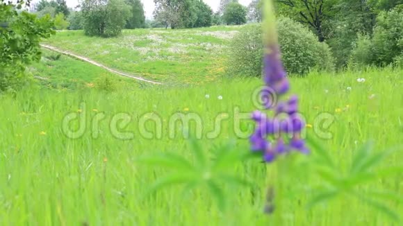 一朵紫色的花长在草地上随风摆动在草地中间的背景下有一条小径视频的预览图