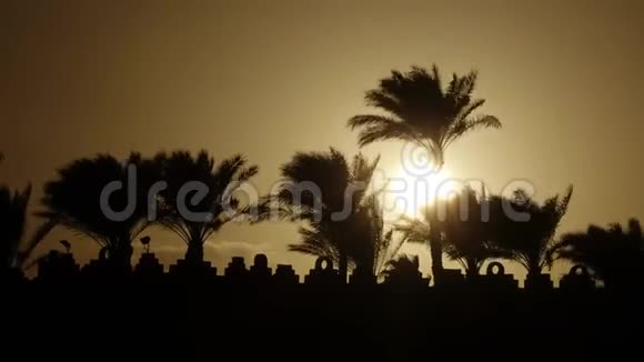 日出在海滩周围的海洋和棕榈树时间流逝视频的预览图