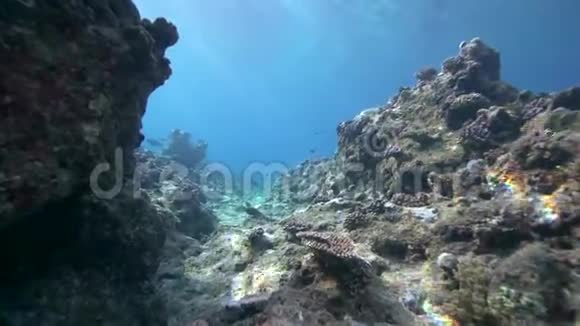 有水下阳光和Orangespine独角兽鱼的Biautiful珊瑚红海苏丹视频的预览图