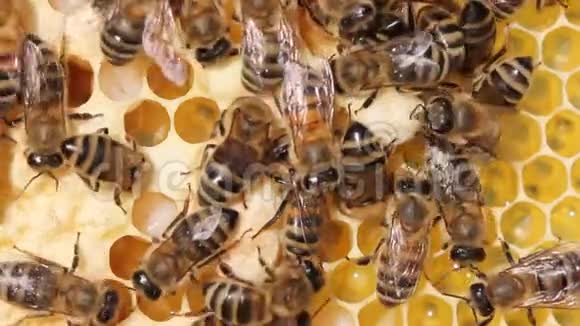 蜜蜂夏季生活的情节视频的预览图