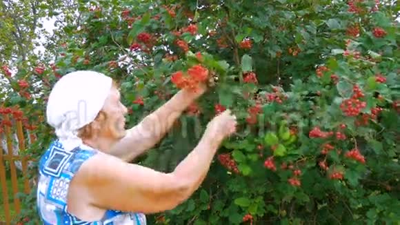老妇人在花园里收集浆果视频的预览图