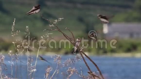 燕子飞燕科飞上苏格兰斯皮河旁的一条树枝视频的预览图
