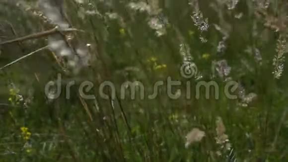 野花植物和草药的田野视频的预览图