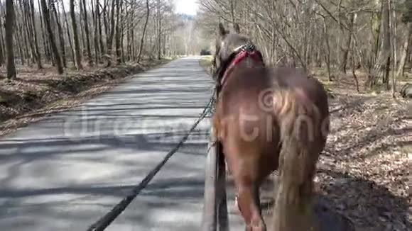 在森林里骑马时从马车上看视频的预览图