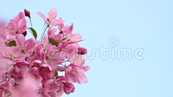 合上粉红色亚洲野生海棠花视频的预览图