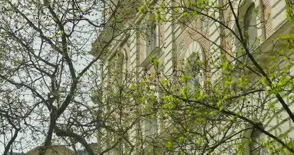 靠近建筑物墙壁的春天绿树视频的预览图