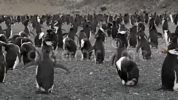 一大群企鹅在岩石的斜坡上安德列夫视频的预览图