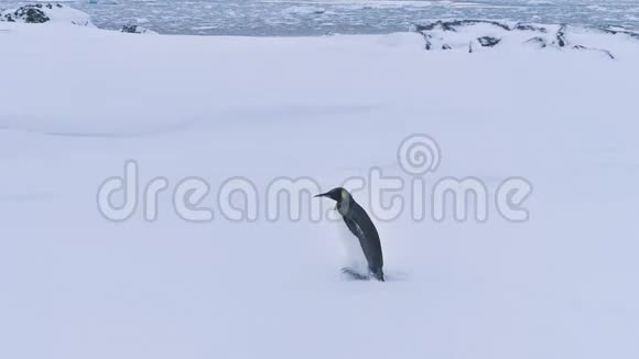 南极国王企鹅冬季野生动物景观视频的预览图