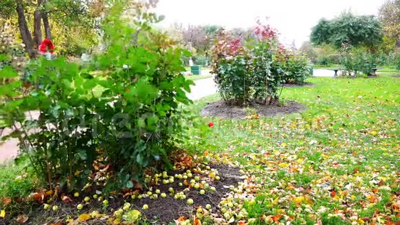 秋天的苹果躺在地上靠近在风中摇曳的灌木丛视频的预览图