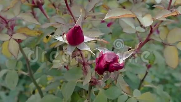放大两个玫瑰花蕾视频的预览图
