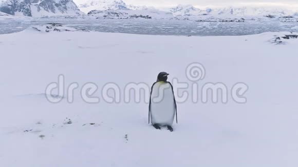 南极野生动物自然景观王企鹅视频的预览图