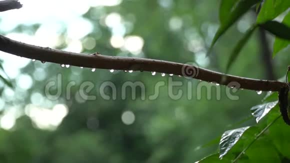 夏日的大雨伴着阳光雨点落在树枝上田园般的宁静景象视频的预览图