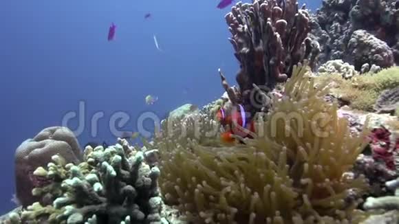在祖鲁海阿坡岛珊瑚中带有四色的火小丑鱼视频的预览图