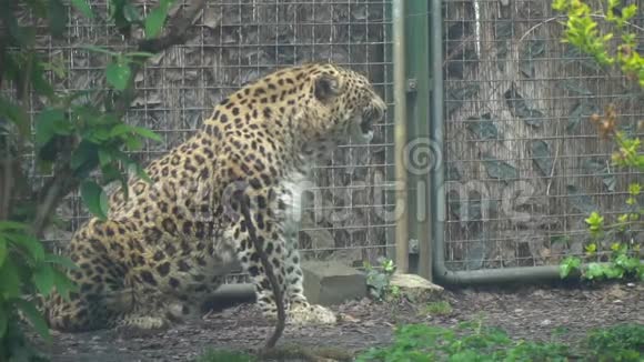 在布达佩斯的动物园里射杀豹子视频的预览图