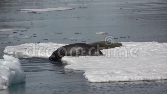 韦德尔海豹躺在冰上视频的预览图