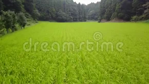 在森林中追踪绿色稻田视频的预览图