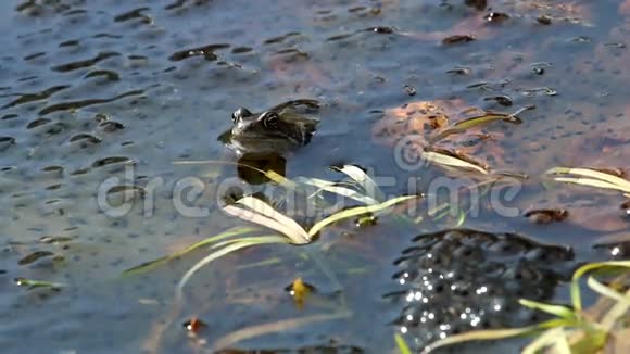 荷兰池塘中的绿蛙视频的预览图