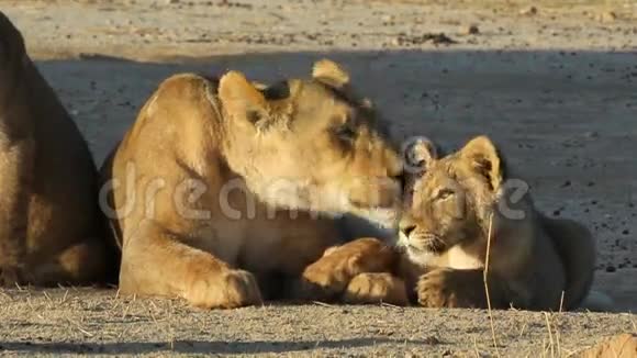 狮子与幼仔视频的预览图