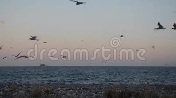 海鸥飞翔阿根廷视频的预览图