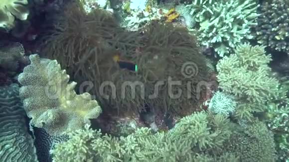 在祖鲁海阿坡岛珊瑚中带有四色的火小丑鱼视频的预览图