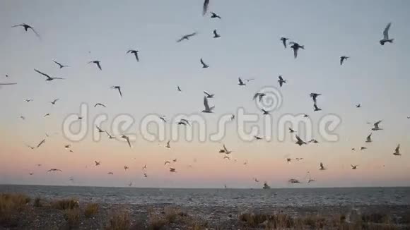 海鸥飞翔阿根廷视频的预览图