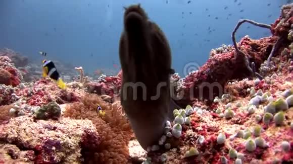 海鳗和海葵海底有小丑鱼视频的预览图
