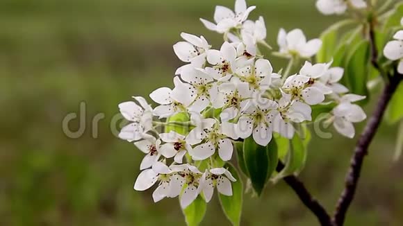 春花背景绿叶与白花的抽象花境果树开花特写视频的预览图