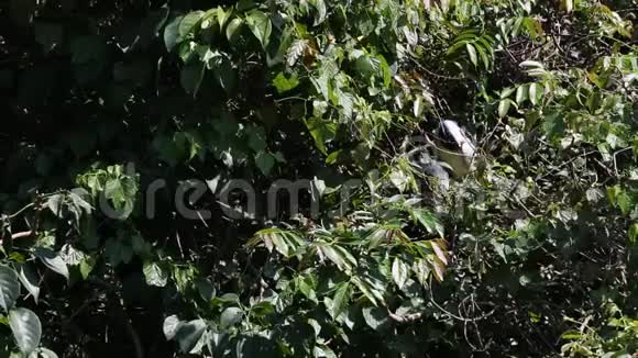 一只鸟夜鹭在树上筑巢视频的预览图