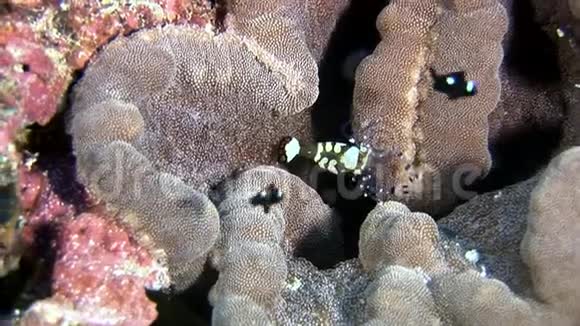 为寻找马尔代夫海底的食物而蒙面的玻璃斑点虾视频的预览图