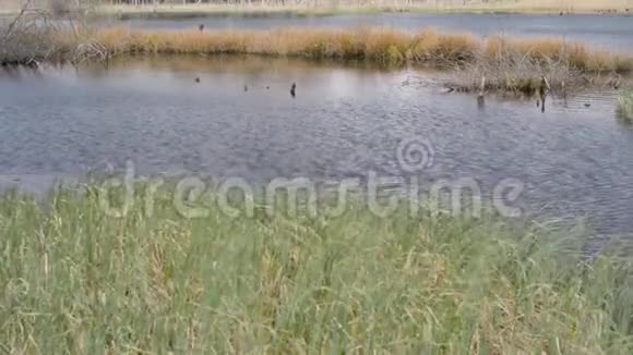 芬兰湖详细广射沼泽白桦林树木视频的预览图