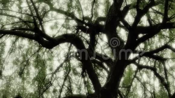 黑暗神秘的柳树视频的预览图
