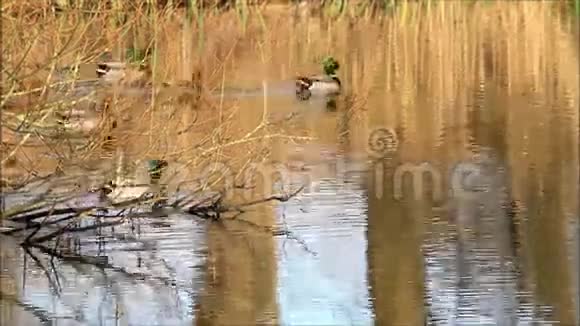 黄昏时分鸭子在河中游泳视频的预览图