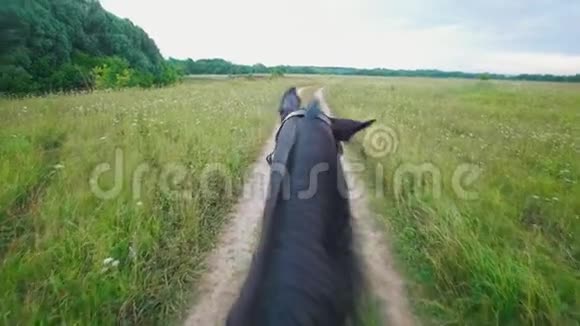 这匹马在夏天的田野里穿过小径视频的预览图