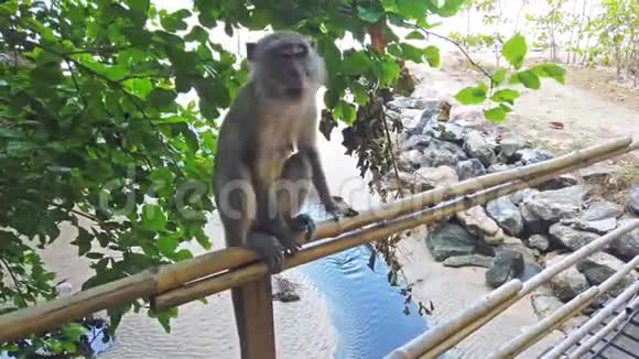 丛林森林里树上的猴子视频的预览图