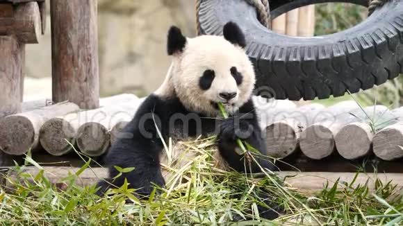 可爱快乐的大熊猫坐在竹枝间吃竹子4K视频慢动作视频的预览图