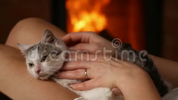 可爱的救援小猫在壁炉享受宠物的新主人视频的预览图