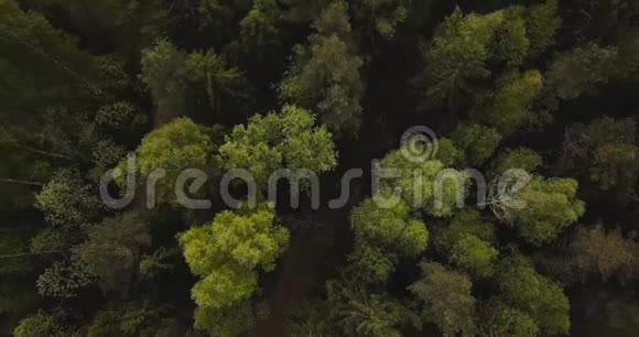 空中无人机从空中俯瞰森林在树木和道路之上有松树和冷杉的俄罗斯风景野外阳光明媚视频的预览图