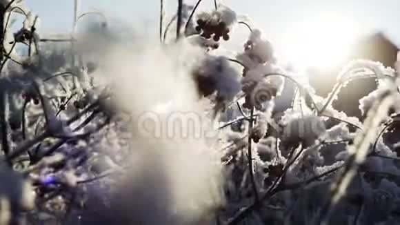 在冬天的时候有活力的浆果视频的预览图