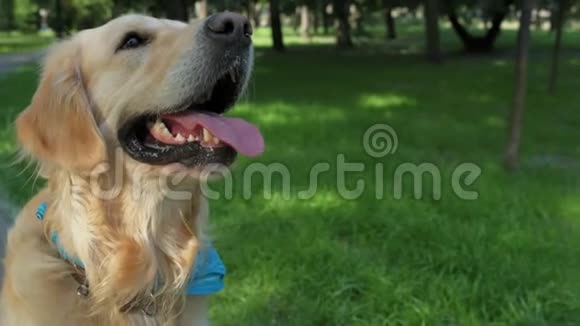 可爱的纯种狗在公园里休息视频的预览图