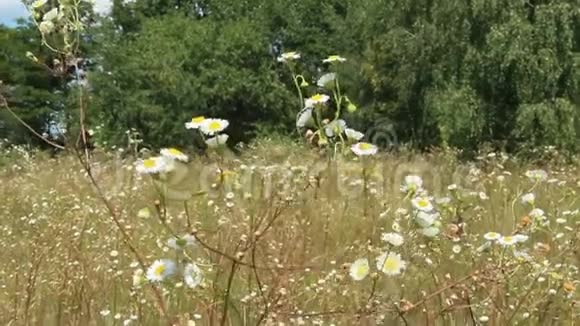 白色的野生洋甘菊在夏天的田野里开花视频的预览图