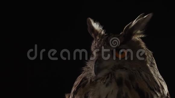 捕食者鸟靠近一只橙色大眼睛的猫头鹰视频的预览图