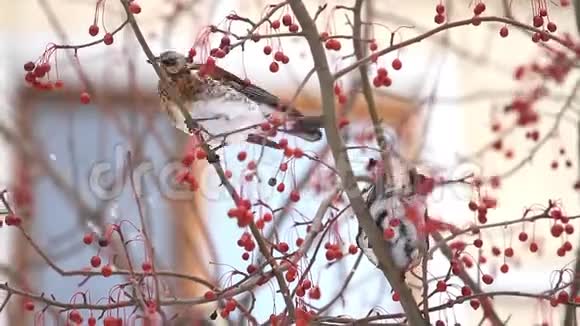 饥肠辘辘的冬天吃红浆果在大城市视频的预览图