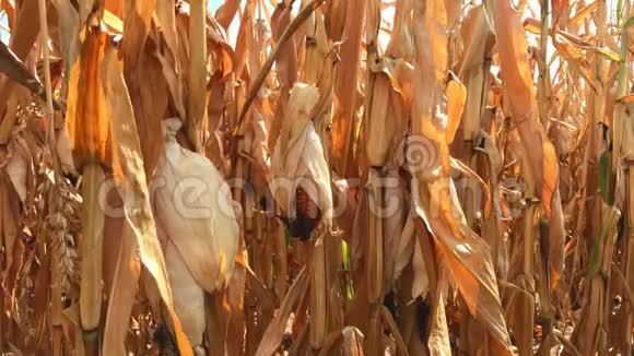 干谷玉米和穗玉米田间视频的预览图