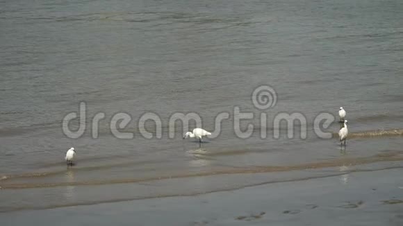 小白鹭沿着黄浦江畔散步在阳光明媚的日子里寻找食物慢动作4K视频视频的预览图