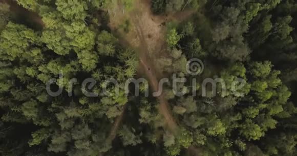 空中无人机从空中俯瞰森林在树木和道路之上有松树和冷杉的俄罗斯风景野外阳光明媚视频的预览图