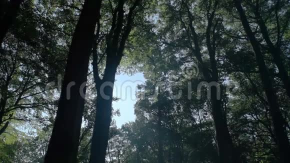 阳光照亮了森林视频的预览图