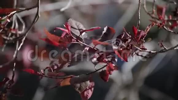 梅树叶在风中飘荡视频的预览图